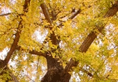 나무 : 은행나무(Ginkgo / 銀杏)