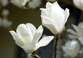 꽃 : 목련(Thurber&apos;s magonia / 木蓮)